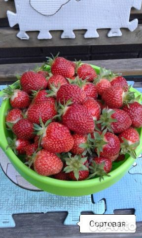 Малина Таруса саженцы