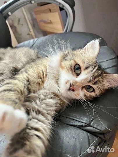 Кошечка в добрые руки