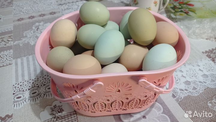 Инкубационное яйцо