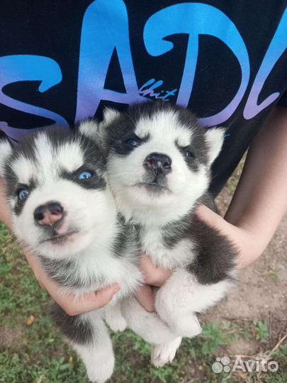 Сибирский хаски