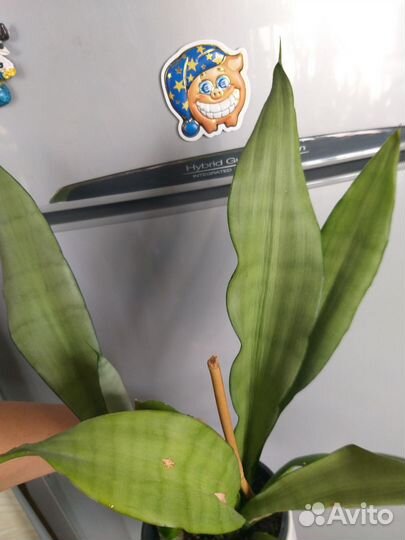 Сансевиерии