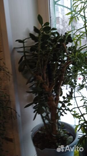 Комнатные растения