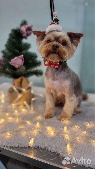 Бесплатная стрижка собак