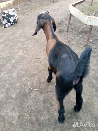 Нубийские козочки