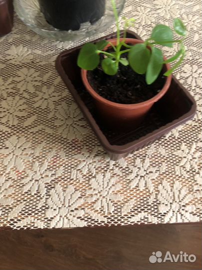 Комнатные цветы шефлера и женское счастье