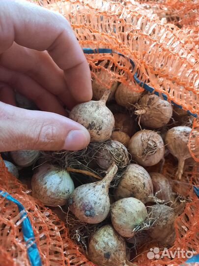 Чеснок однозубка Любаша,Григорий Комаров