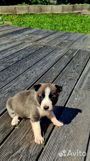 Щенки митисы