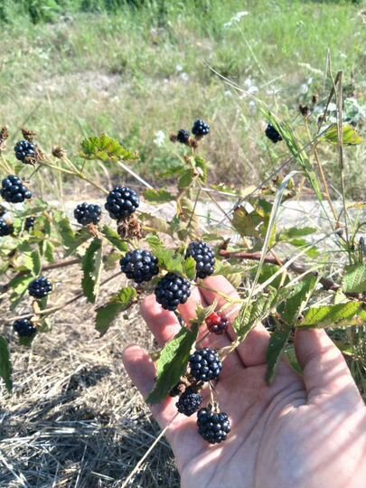 Участок 34 сот. (ИЖС)