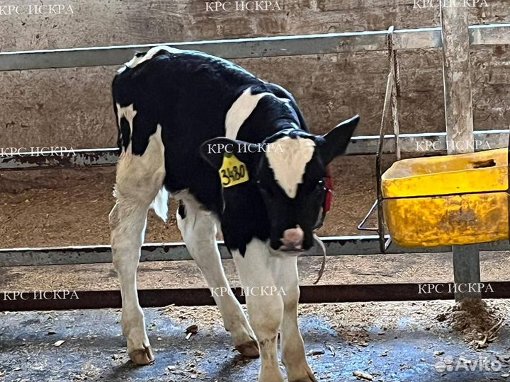 Крс телята, бычки