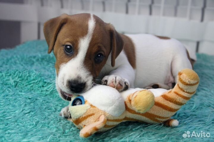 Джек Рассел терьер