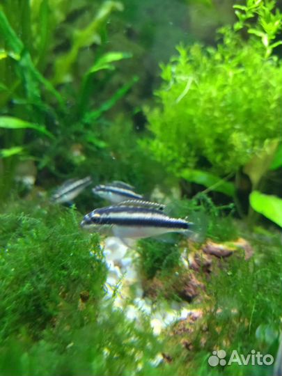 Аквариумные рыбки