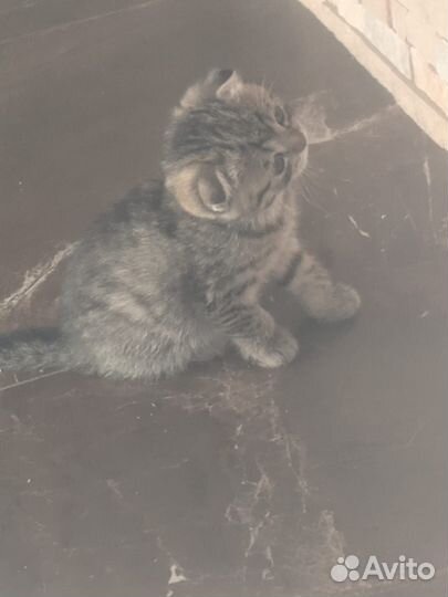 Шотландские котята