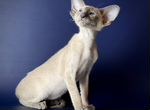 Ориентальный котенок (в окрасе голубой сиам)