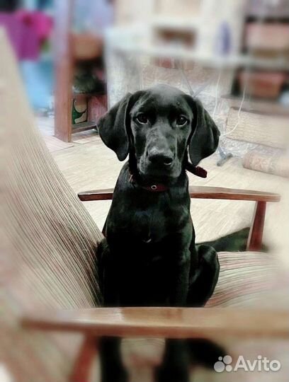 Щенок курцхаара в добрые руки