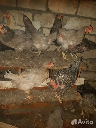 Куры домашние доминант