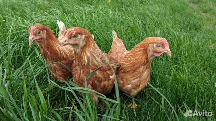 Куры молодки