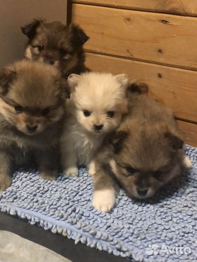 Щенки шпица