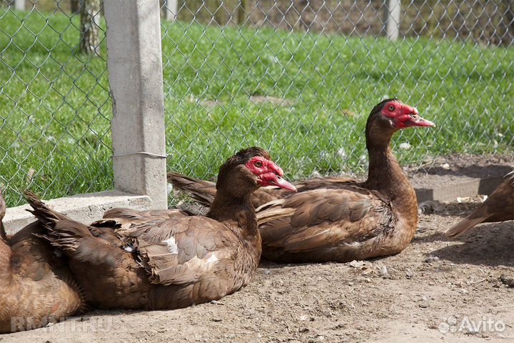 Продам индоуток