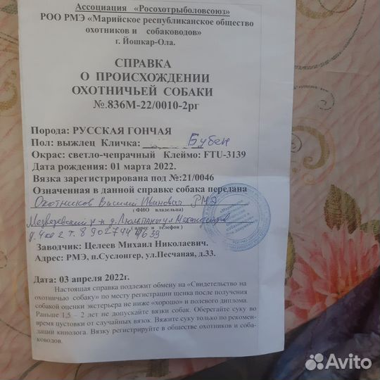 Русская гончая