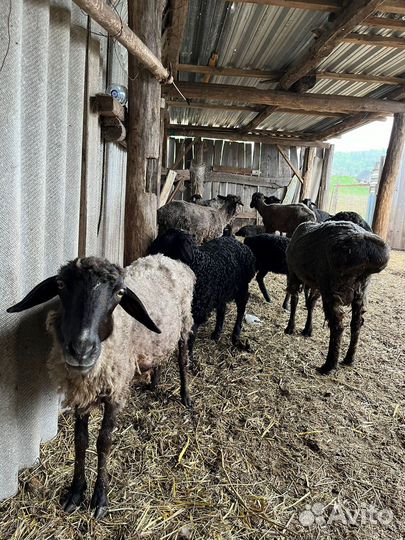 Бараны курдючные