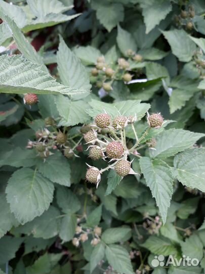 Саженцы черной малины Кумберленд