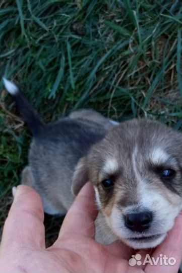 Щенята, мальчики