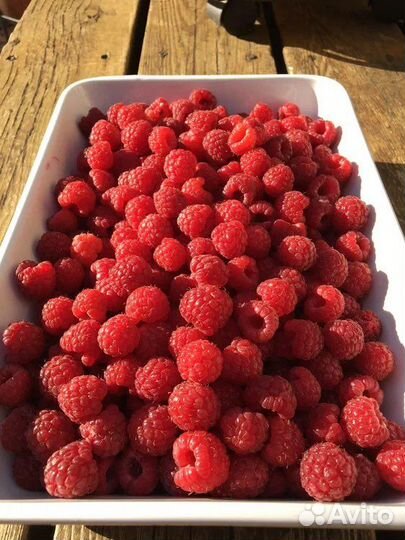 Малина свежая