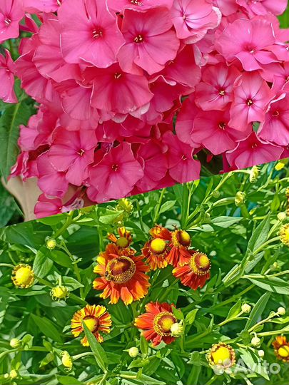 Гелениум, флоксы (многолетники)