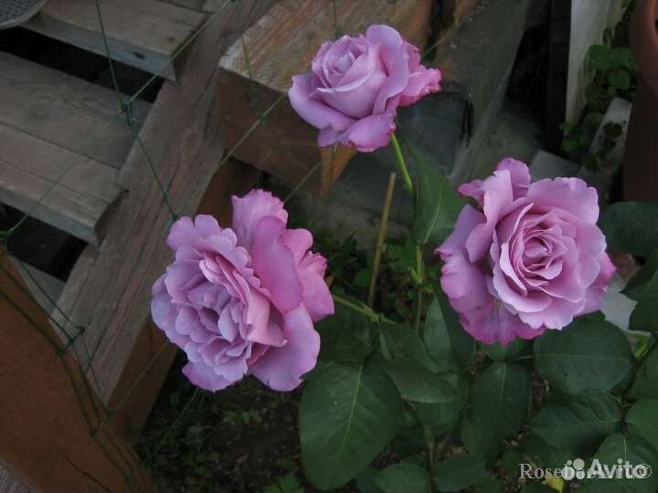 Саженцы розы Шарль дэ Голь