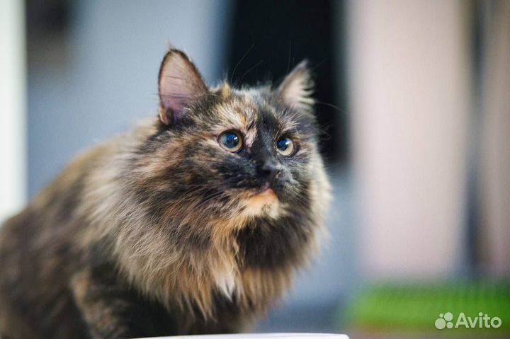 Котенок