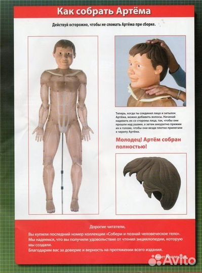 Скелет Артемка