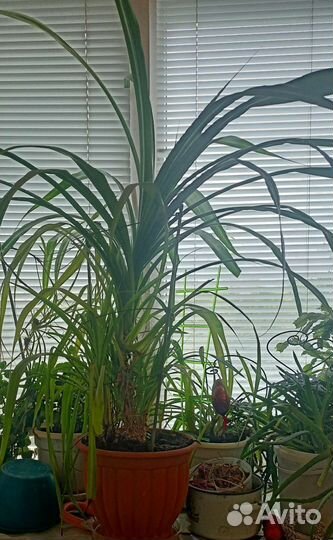 Хлорофитум