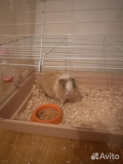 Морская свинка