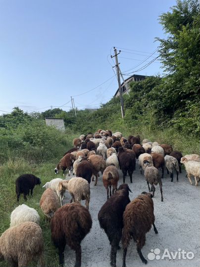 Бараны курдючные