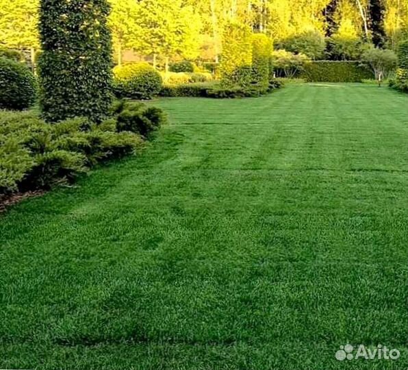 Газон, укладка рулонного газоны