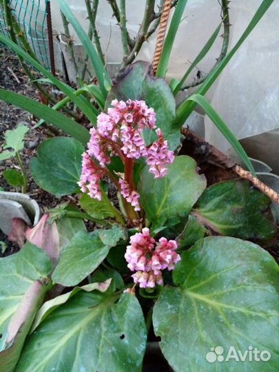 Растения цветы для сада