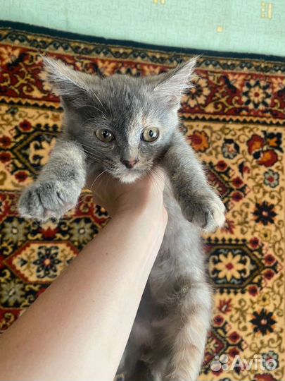 Котёнок девочка в добрые руки