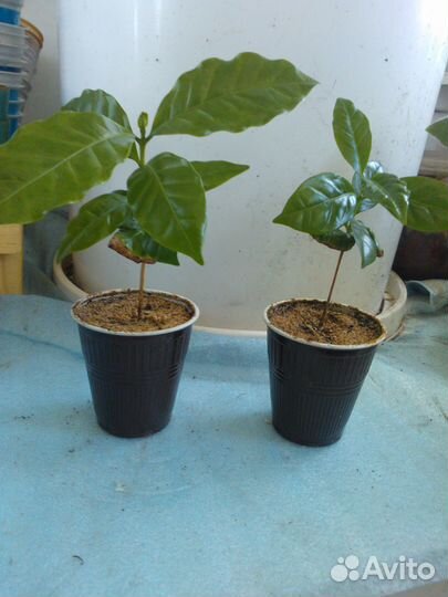 Кофейное деревце