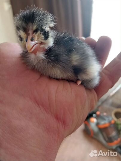 Инкубационное яйцо