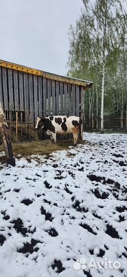 Телки стельные