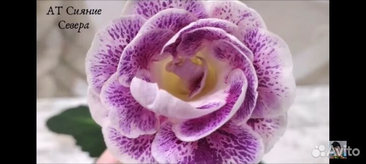 Глоксиния клубни