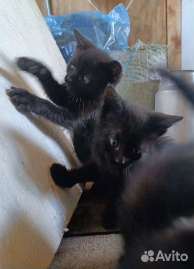 Котята чёрные