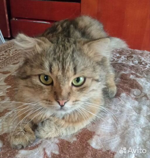 Вислоухий кот. В добрые руки