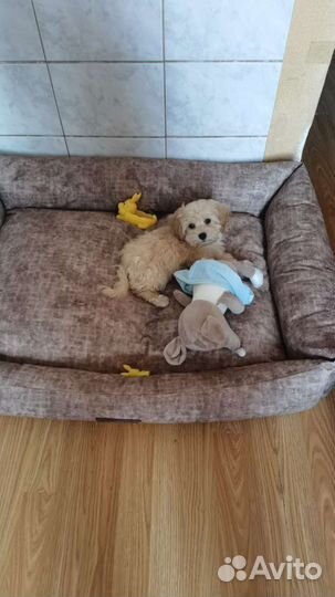 Кремовая Тиночка мальтипу