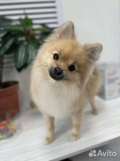 Груминг собак и кошек