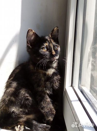 Котята