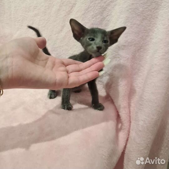 Шикарные котята с документами