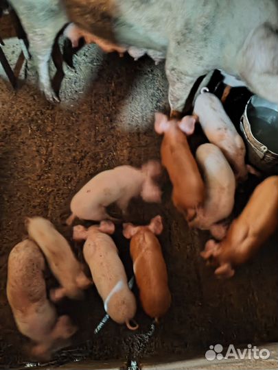 Поросята