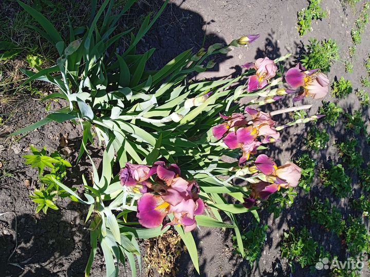 Сортовой ирис