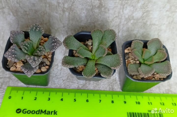 Суккуленты разные